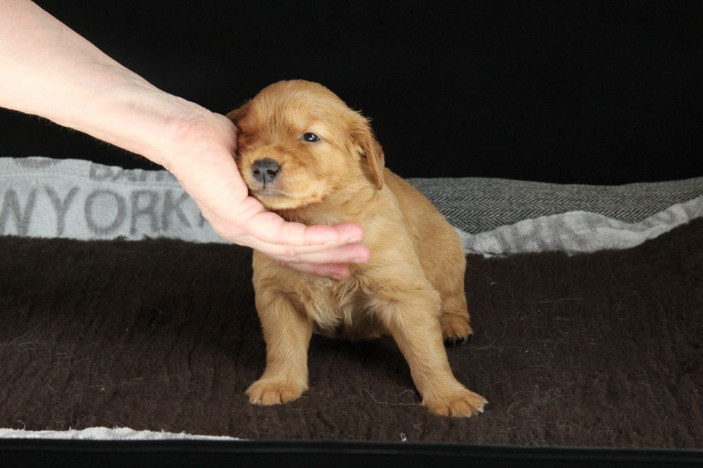 Du Royaume D'Unik - Chiots disponibles - Golden Retriever