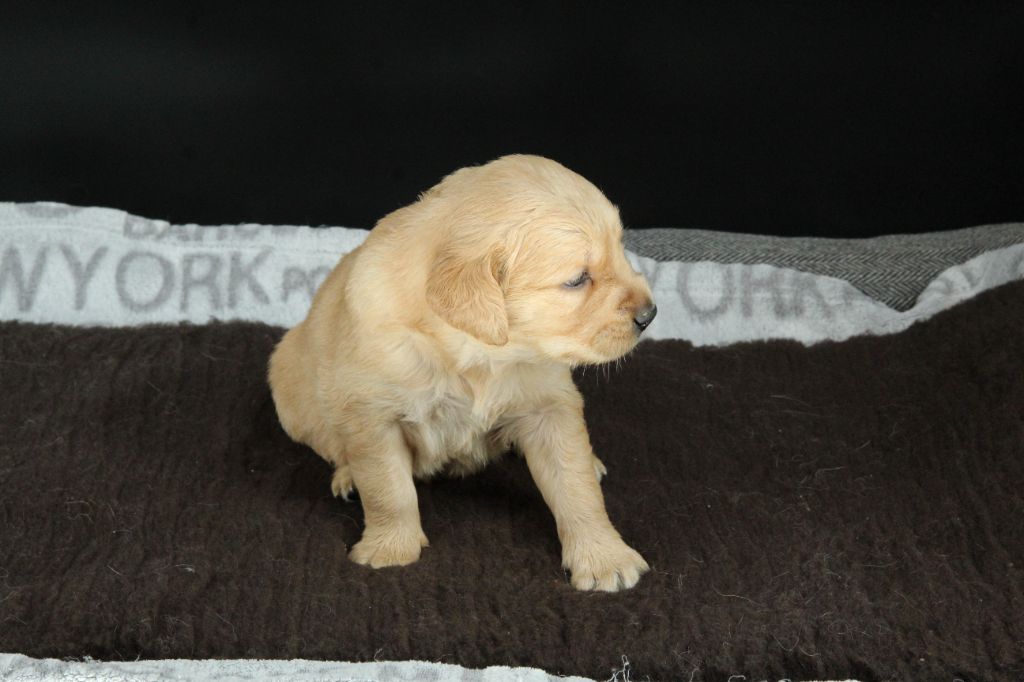 Du Royaume D'Unik - Chiots disponibles - Golden Retriever
