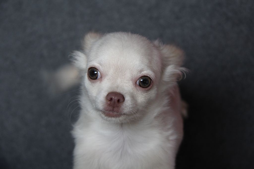 Du Royaume D'Unik - Chiots disponibles - Chihuahua