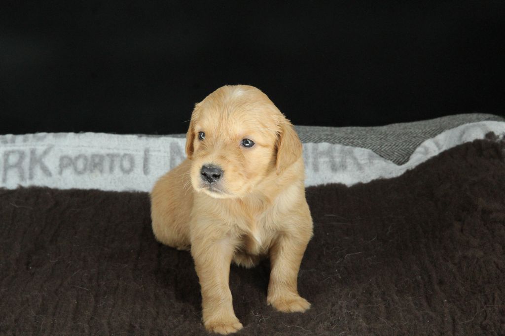 Du Royaume D'Unik - Chiots disponibles - Golden Retriever