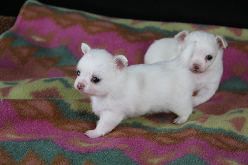 Du Royaume D'Unik - Chiots disponibles - Chihuahua