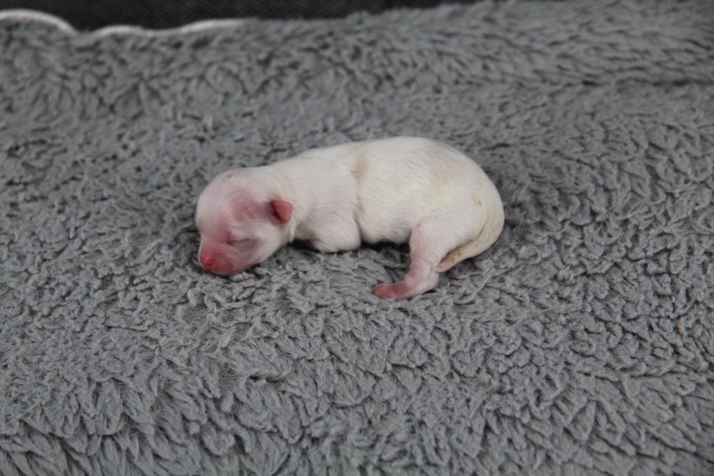 Du Royaume D'Unik - Chiots disponibles - Chihuahua