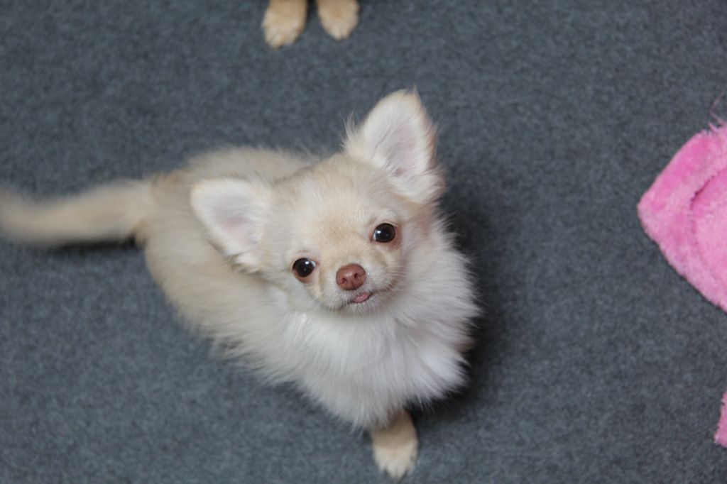Du Royaume D'Unik - Chiots disponibles - Chihuahua