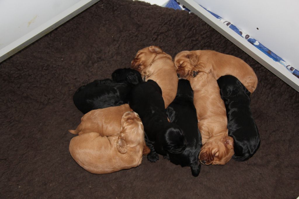 Chiot Cocker Spaniel Anglais Du Royaume D'Unik