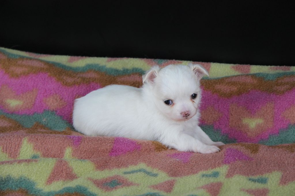 Du Royaume D'Unik - Chiots disponibles - Chihuahua